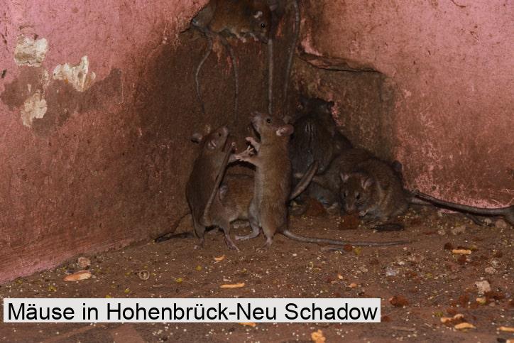 Mäuse in Hohenbrück-Neu Schadow